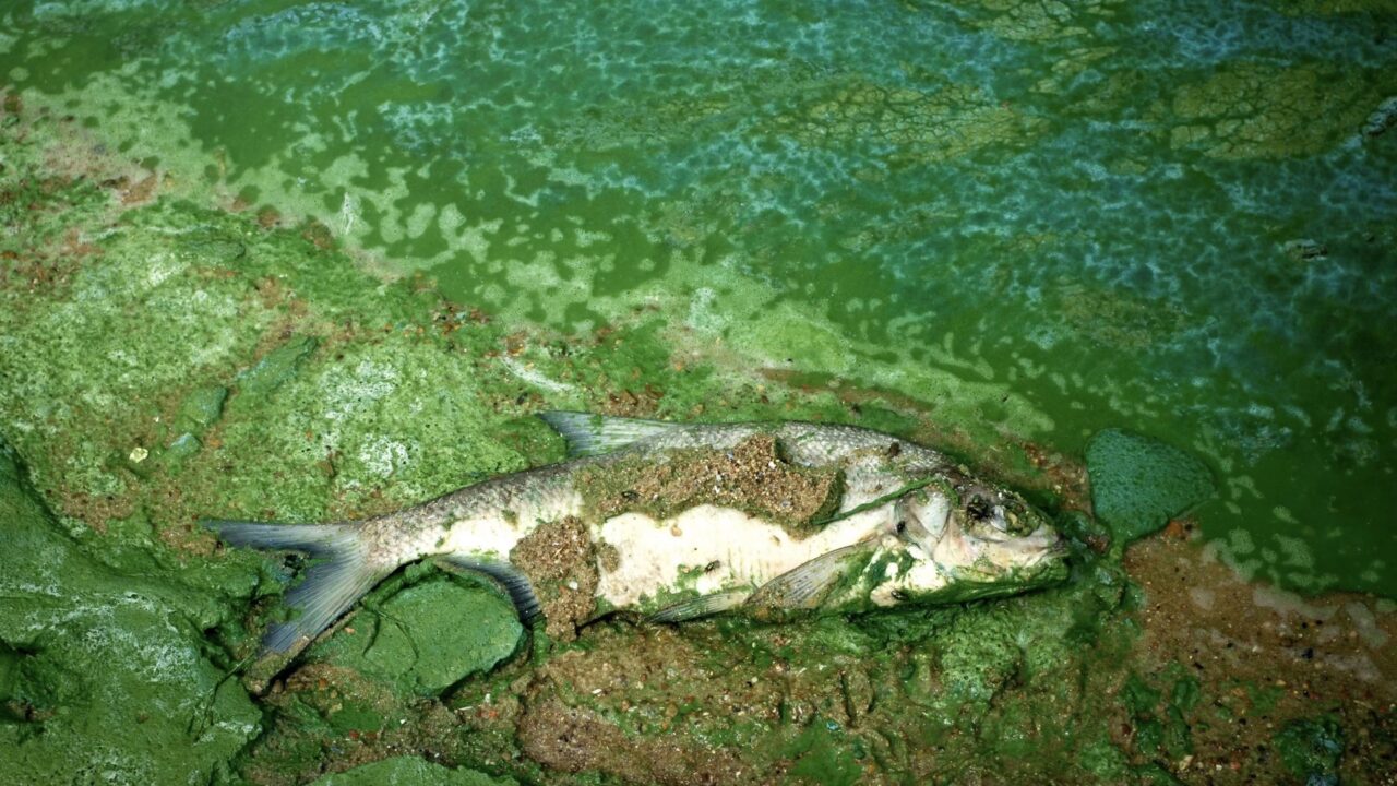 Tiersterben durch verschmutztes Wasser