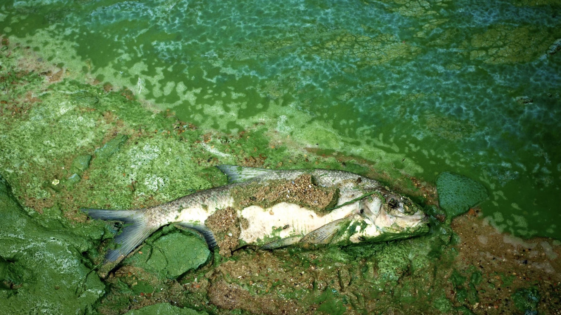 В воде рыбы водоросли. Эвтрофикация Балтийского моря. Рыбы в водорослях. Цветение воды в водоемах. Цветение воды в Волге.