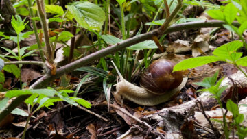 Schnecke