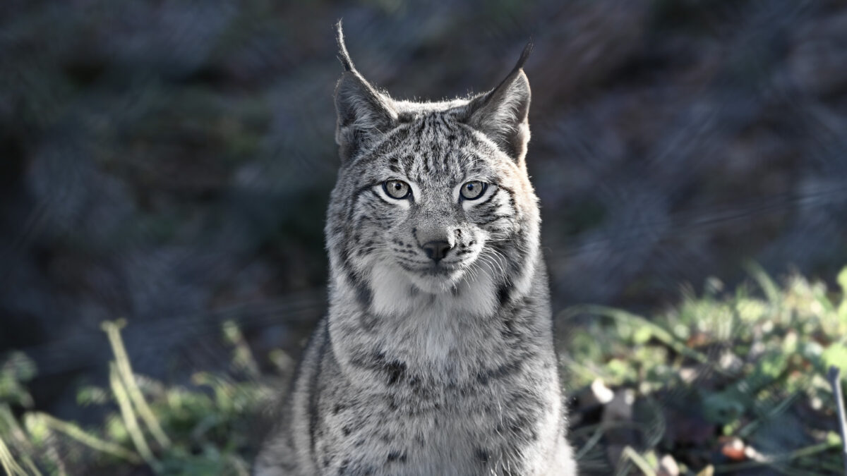 ein Luchs in Frontalansicht