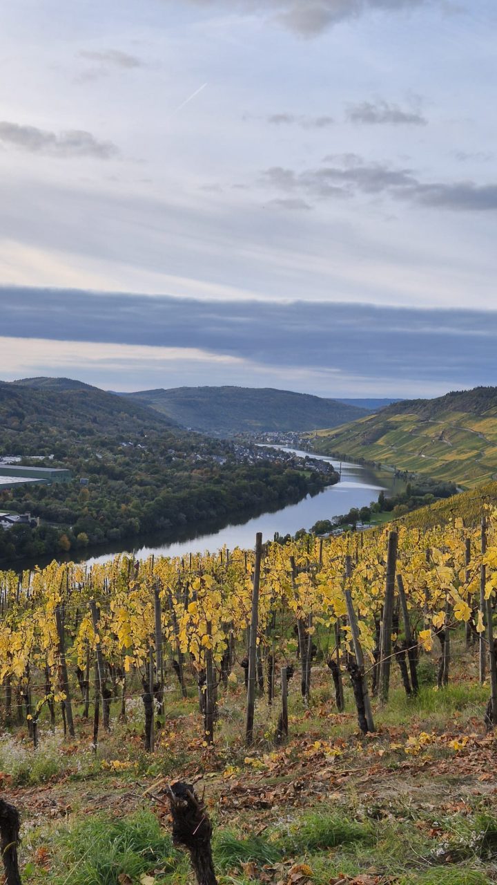 Weinberge an der Mosel