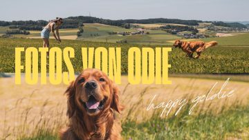 Fotos von Odie