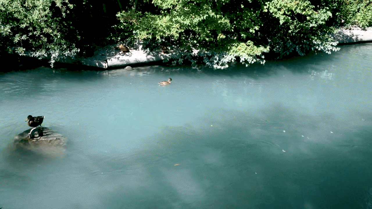 Ente im Teich