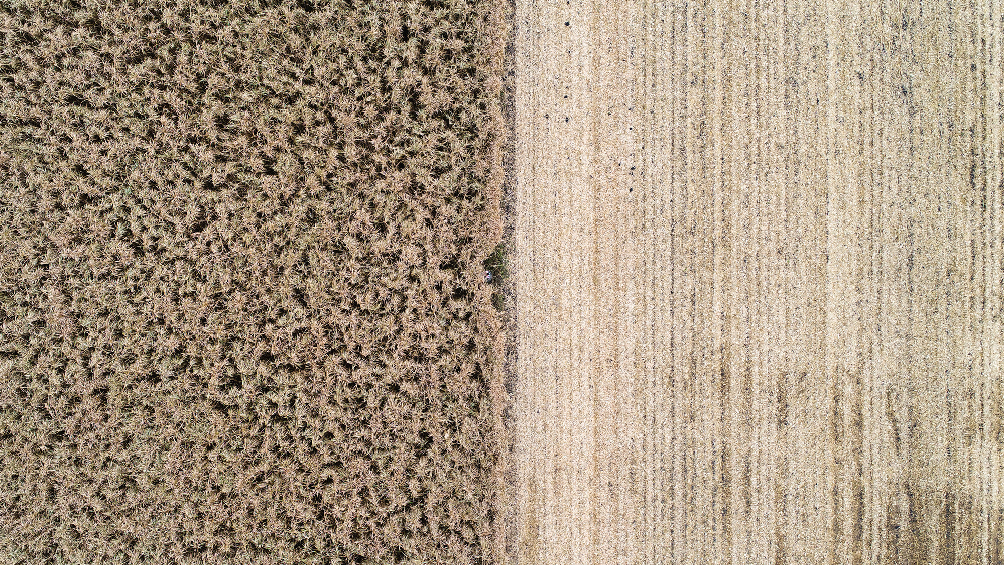 feld