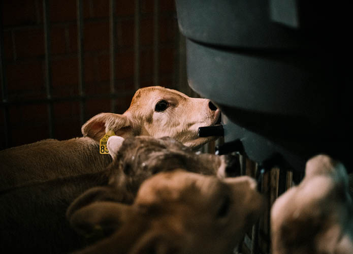 Reportage junge Menschen in der Landwirtschaft