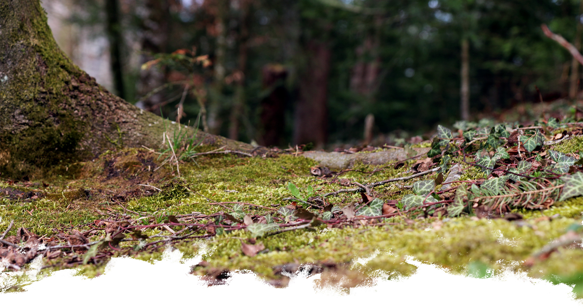 Wald