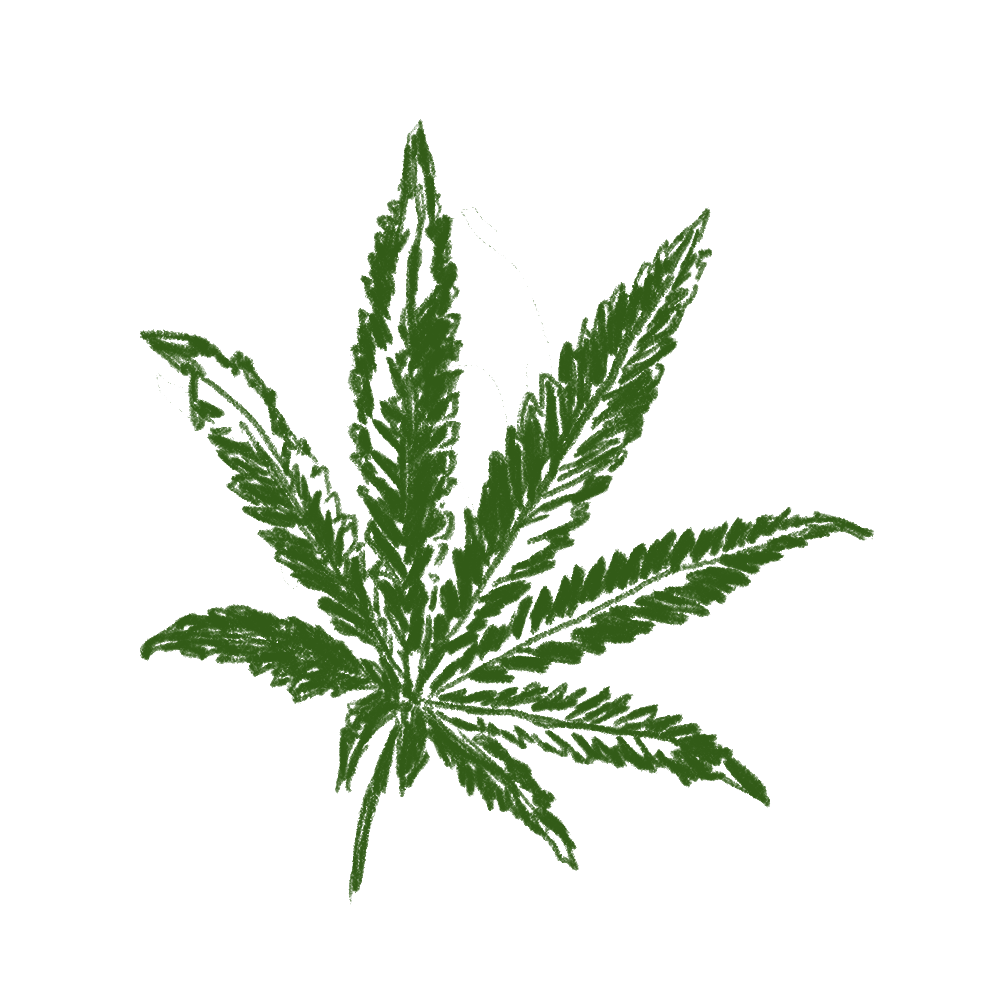 Cannabis