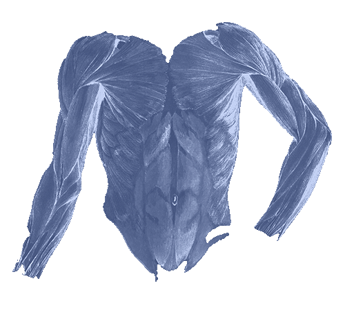 Torso